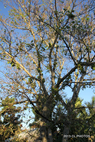 Cluster Fig Tree or Goolar Fig