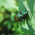 Japanese Beetle