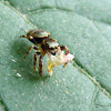 Jumping spider