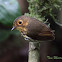 Ochre-breasted Antpitta