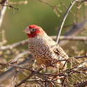 Red-headed finch (Male)