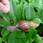 Giant African land snail 非洲大蝸牛
