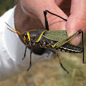Western Horse Lubber Grasshopper