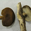 Winter Polypore mushroom