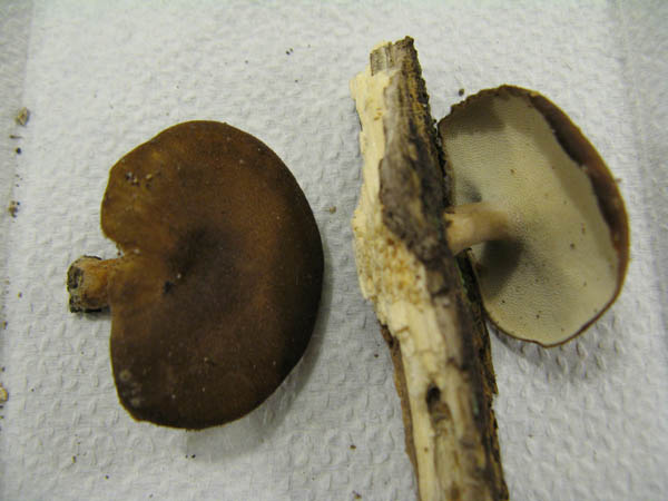 Winter Polypore mushroom