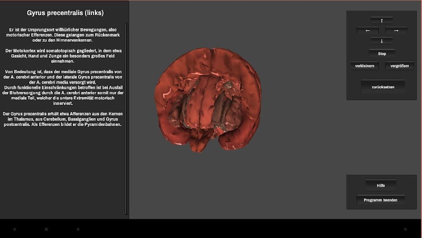 Brain 3D Screen 2