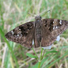 Horace's Duskywing