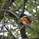 American pygmy Kingfisher, fe