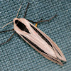 Arctiidae Moth