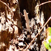 Trunk-climbing Cool-skink