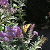 Western Tiger Swallowtail