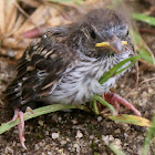 Sparrow fledgling