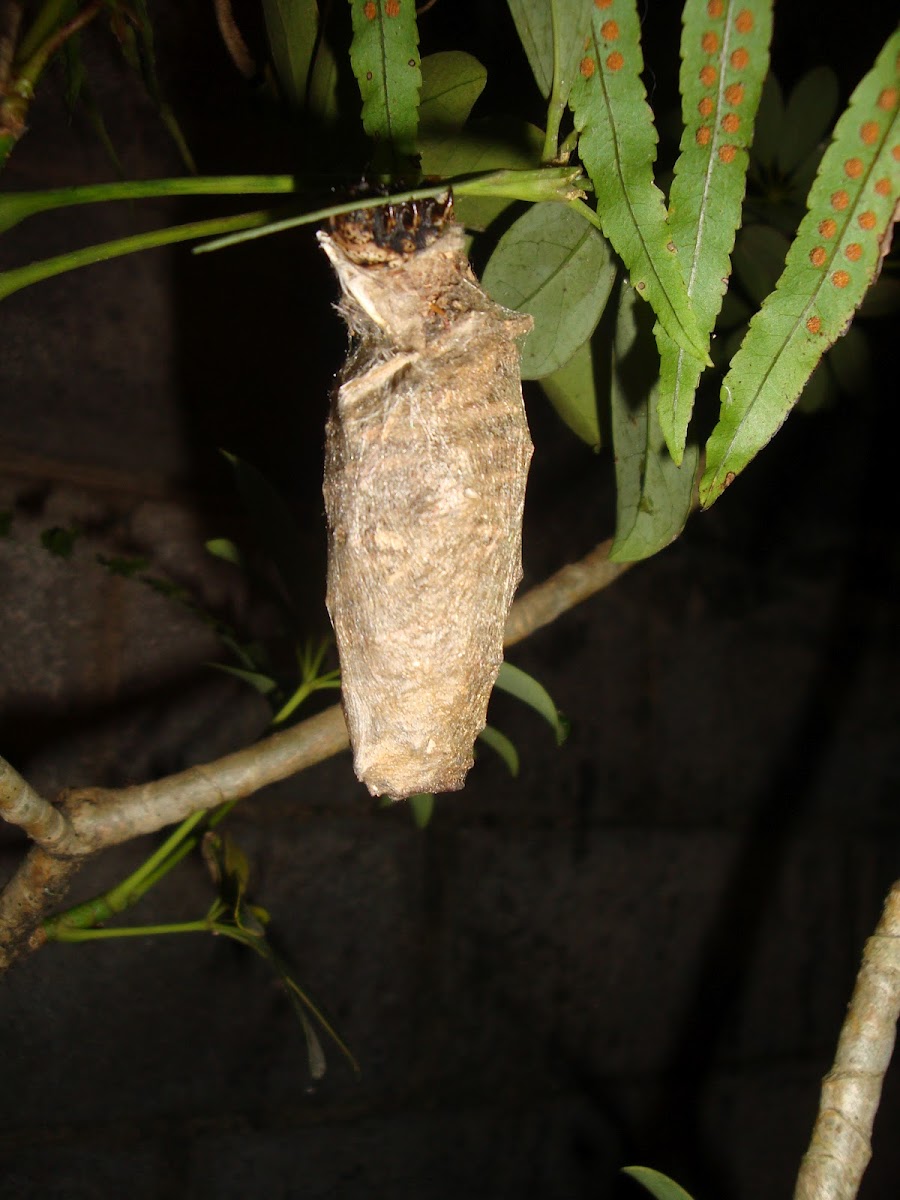 Case moth