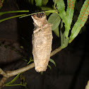 Case moth