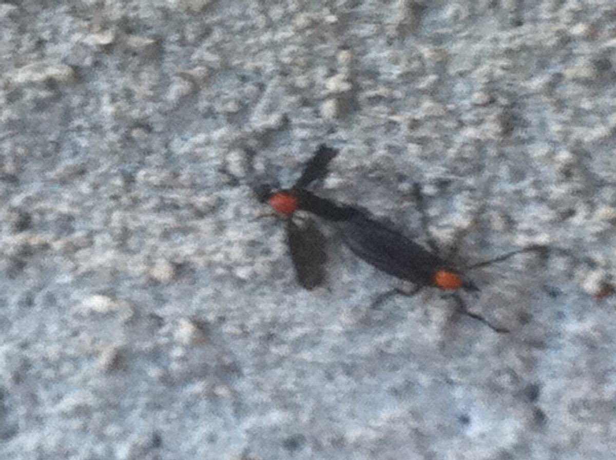  Love bug