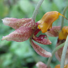 Orquídea  Gongora horichiana