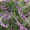 Mexican Bush Sage or Velvet sage