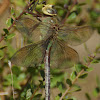 Common Green Darner (female)