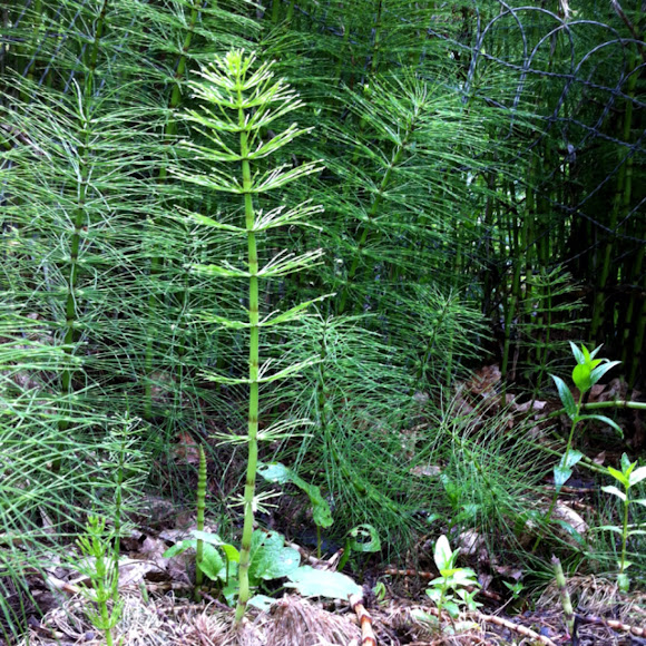 Common Horsetail Project Noah