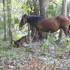 Wild Florida Spanish Horse