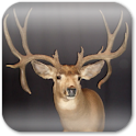 Deer Hunting Live Wallpaper ★