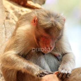 Mother's love... by BhanuKiran BK - Animals Other Mammals