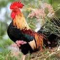 Listen to Animal Sounds - Free icon