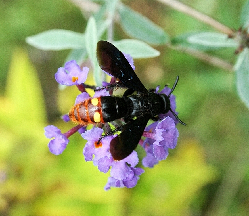 Blue-winged wasp
