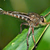Giant robber fly