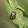 Harlequin cabbage bug
