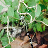 Slender Skimmer Dragonfly