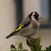 Goldfinch; Jilguero