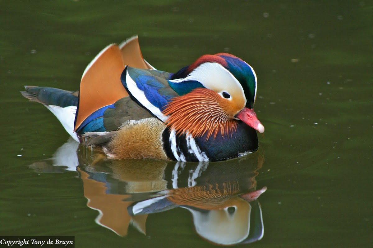 Mandarin Duck