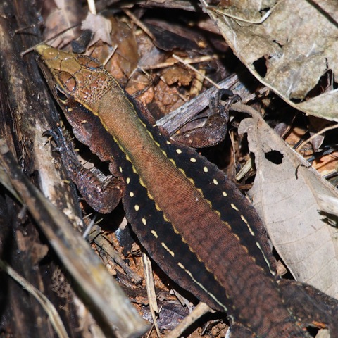 Four-lined Ameiva or Four-lined Whiptail