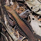 Four-lined Ameiva or Four-lined Whiptail