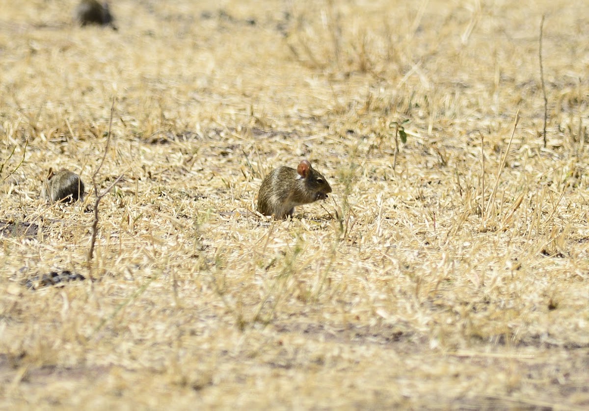 Rat - Woodland Thicket Rat