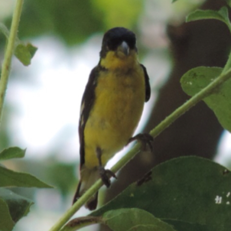 Lesser Goldfinch