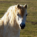 White Horse by Leah Zisserson -  
