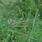 Big Bluestem