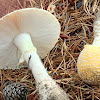 Yellow-orange Fly Agaric