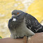 Feral Pigeon(Rock Pigeon)