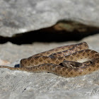 Texas Night Snake