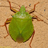 Shield/Stinkbug