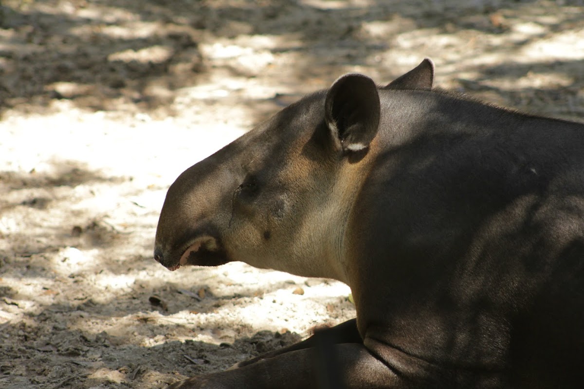 Baird's Tapir