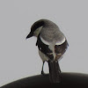 Loggerhead Shrike