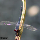 Seaside Dragonlet Dragonfly