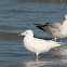 Ring-billed Gull (Albinistic)