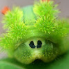 Nettle caterpillar