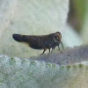 Tiny Treehopper