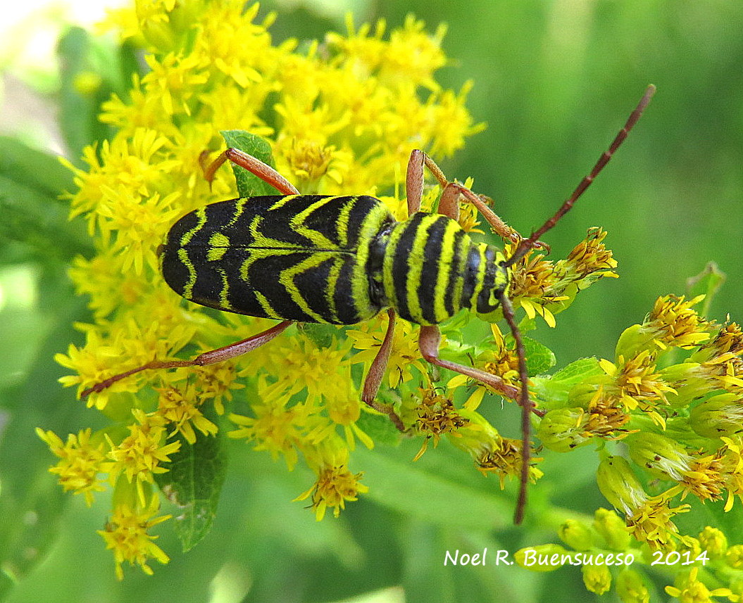 Locust Borer